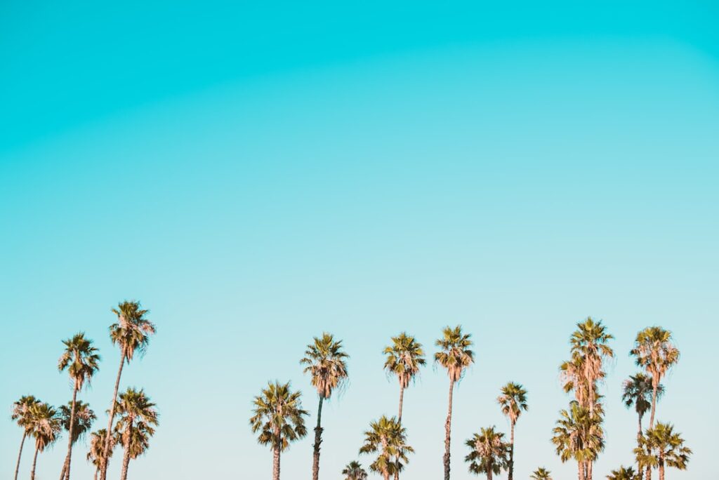 palm trees and a clear sky day